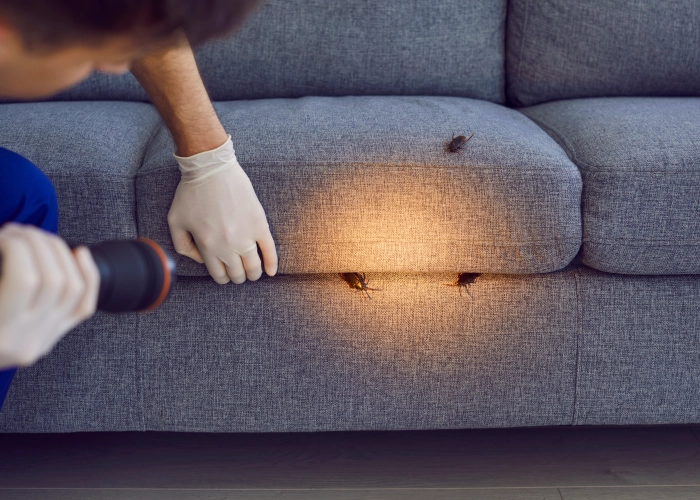 Behandlung von Bettwanzen in Alt-Hohenschönhausen 13053